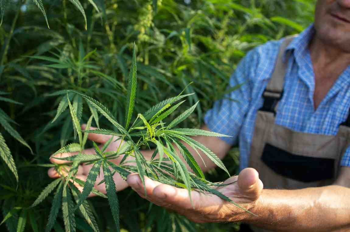 Dispensary SEO services NYC.